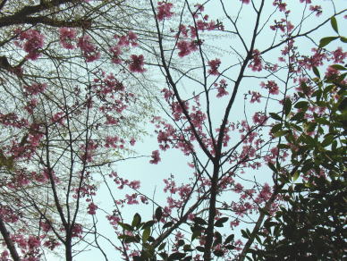 4.横浜緋桜（開花時期4月中旬）.JPG