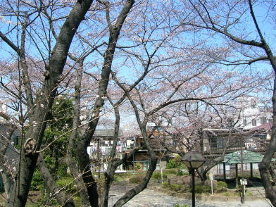 20110405桜.jpg
