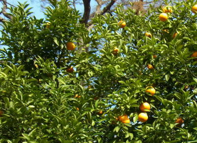 20110407椿山荘庭園　夏みかん.jpg
