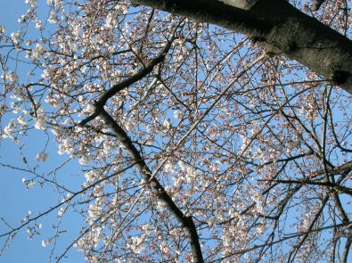20110404桜2.jpg