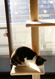 20080113みけにゃん猫タワーで