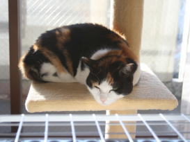 20080113みけにゃん猫タワーでおくつろぎ