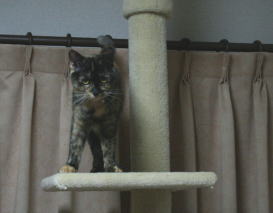 20080113かのこ猫タワーで仁王立ち
