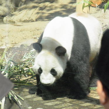 20111010上野動物園01パンダ（リーリー）１.jpg