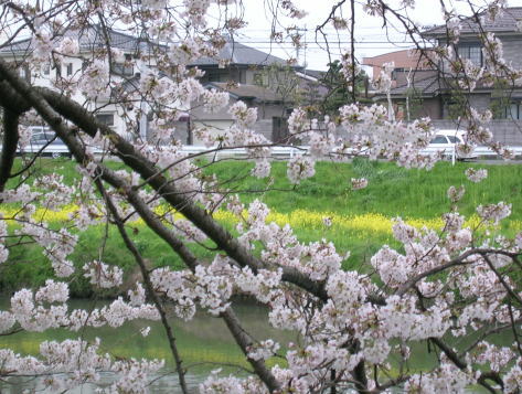 20100404お花見（桜と菜の花）