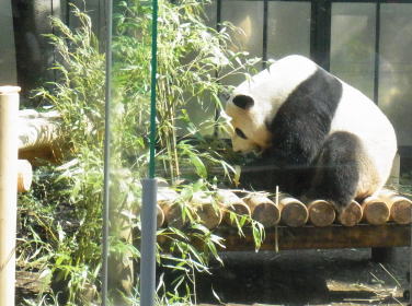 20111010上野動物園02パンダ（リーリー）２.jpg