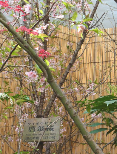 7.啓翁桜（開花時期3月中旬）.JPG