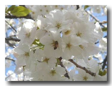 大島桜