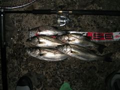 またまた約１時間の釣果！ひゃほう！