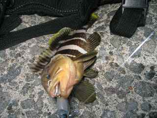 キサマ！砂泥底におるんか？