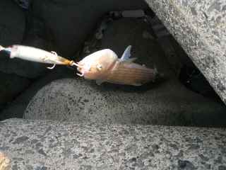 本日５匹目・・・