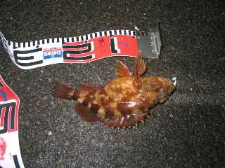 あらでぶ２５センチ