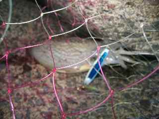 南部では珍しい？シリヤケイカ！