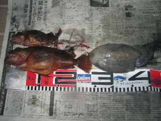 久しぶりエソ以外の釣果！