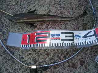 お会いできてうれしゅうございますばい♪