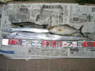 １０月くんちの釣果！