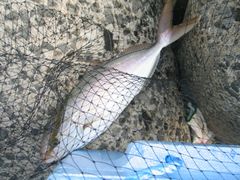 ネリゴ３７センチ