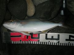 ネリゴ３８センチ