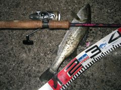 今年初マル３７センチ。