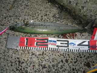 サワラに決まってるだろ～がボケ！