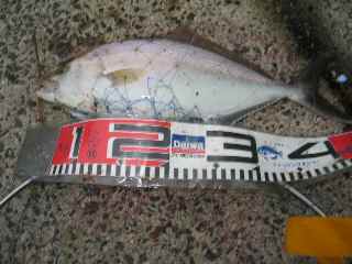 今年最大４１センチ！煉り