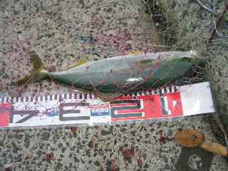 今年最大４０センチ！矢頭