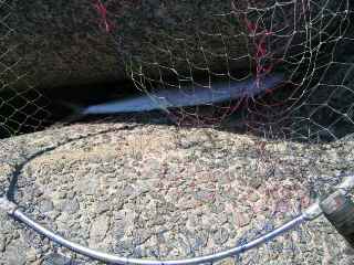 わかりにくかばってんサワラどぇす！