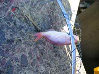 ルアーで初ＧＥＴ！ＩＴヨリ！