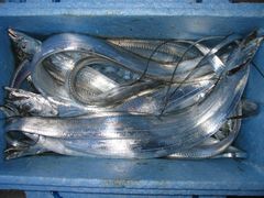 本日の釣果。タチ８８センチ～１０本