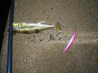 ゴールデン河豚２号！