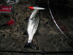 超仔ヒラ１匹目