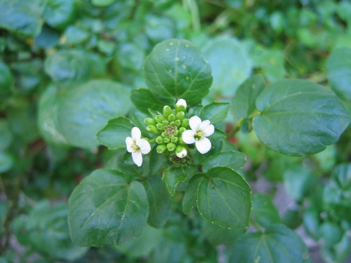 クレソンの花が咲いたよ 花と緑と それから時々トラ 楽天ブログ