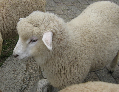 六甲の子羊