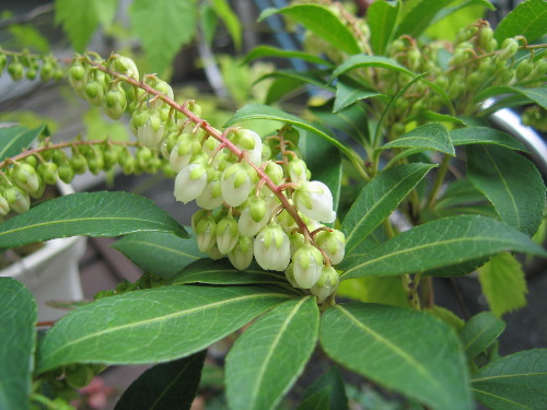 白花馬酔木09.3.jpg