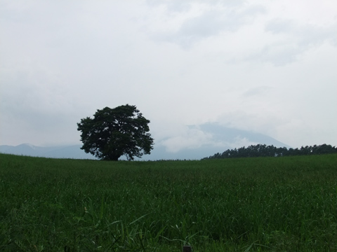 2010-08-09 小岩井農場の一本桜