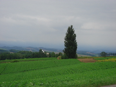 2007.8.18 北海道旅行 美瑛　ケンとメリーの木