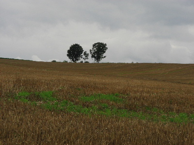 2007.8.18 北海道旅行 美瑛　親子の木