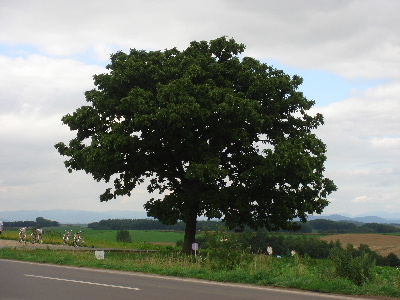 2007.8.18 北海道旅行 美瑛　マイルドセブンの木