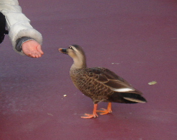 ２００７．１１．２５　ＴＤＳにて　カモがエサを食べにきた