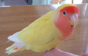 2002.2.9 一番好きなぴよの写真