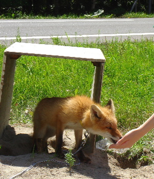 2007.8月　北海道旅行　飼いならされたキツネ