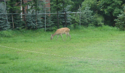 2007.8月　北海道旅行　知床　ホテルの部屋から見えた鹿