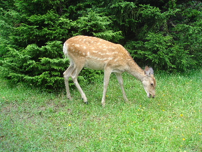 2007.8月　北海道旅行　道路沿いに鹿がいた