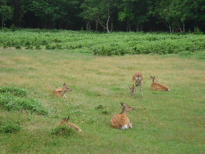 2007.8月　北海道旅行　知床　鹿が多く見られます