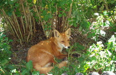 北キツネ牧場のキツネ