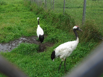 2007.8.17 北海道旅行　釧路市丹頂鶴自然公園