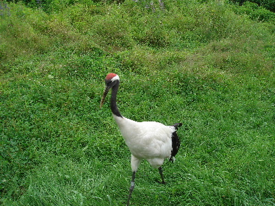 2007.8.17 北海道旅行　釧路市丹頂鶴自然公園-2