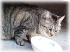 cat11