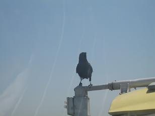 カラスも・・・