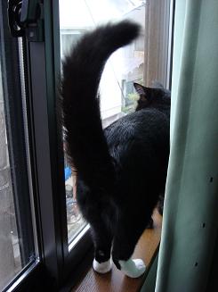 ニャニャニャニャ、ニャニャーーン